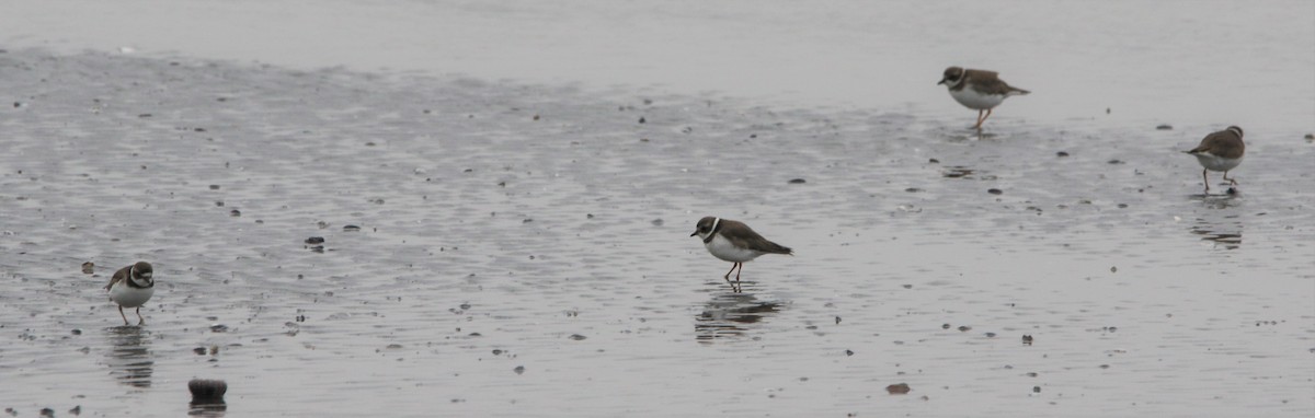 Semipalmated Plover - ML608545115