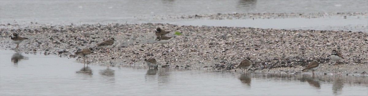 Semipalmated Plover - ML608545153