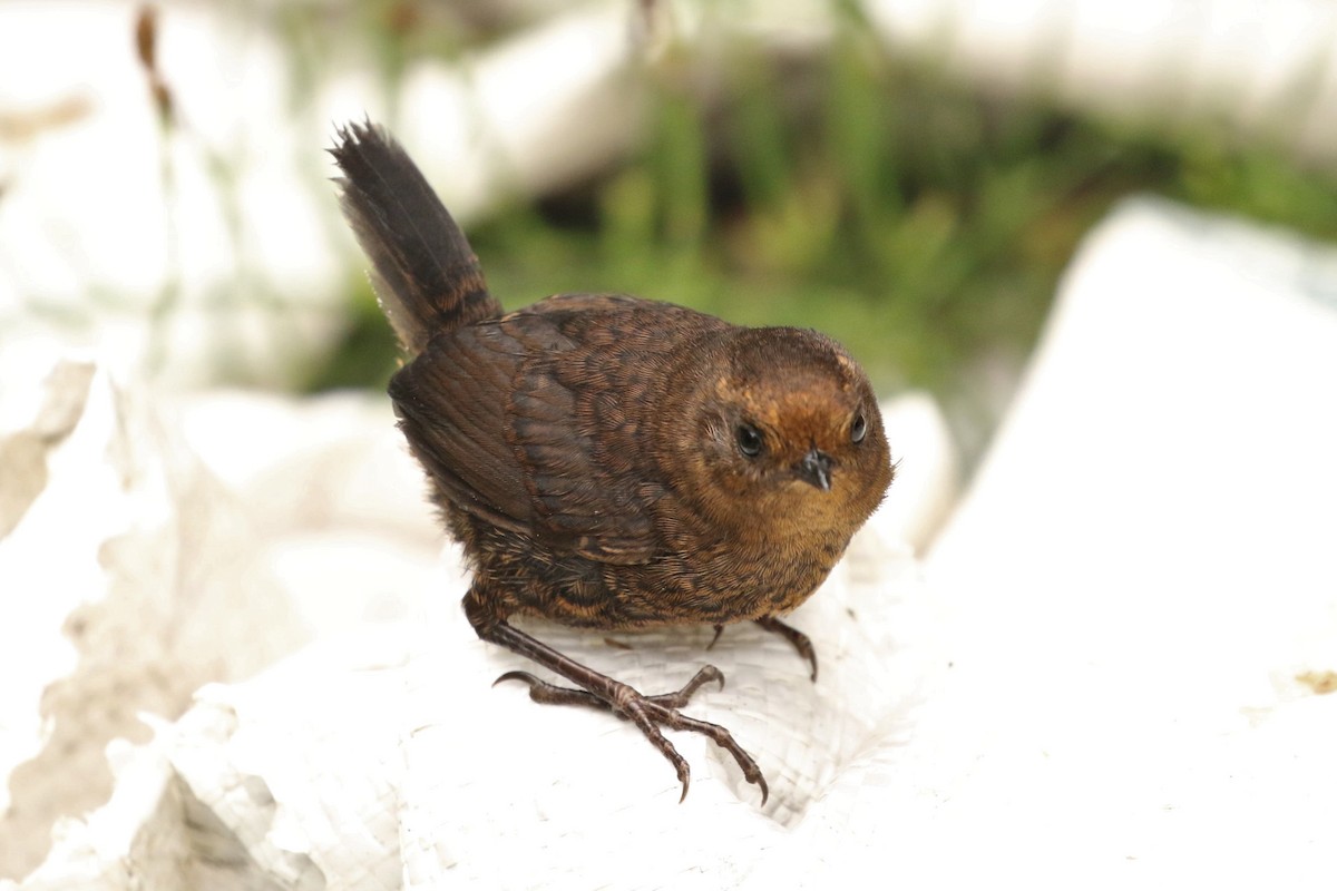 Silvery-fronted Tapaculo - John and Milena Beer