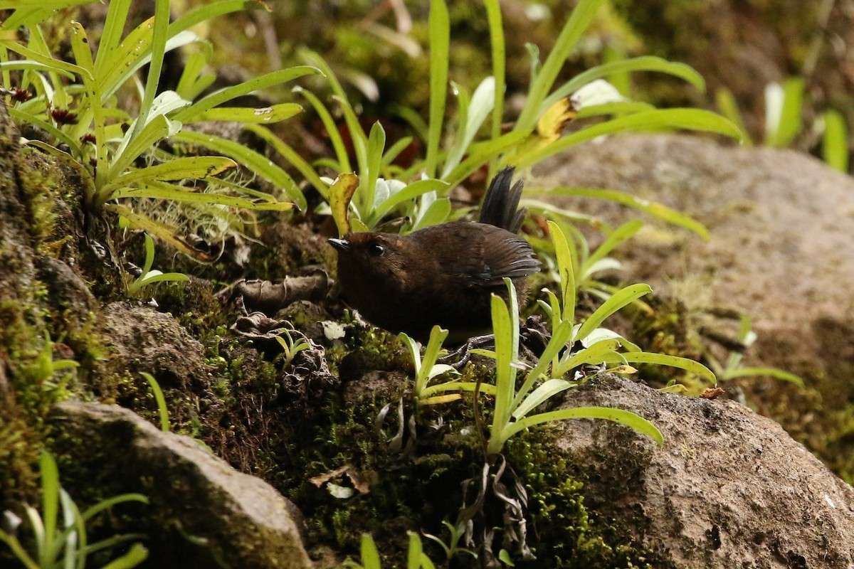 Silvery-fronted Tapaculo - ML608545337