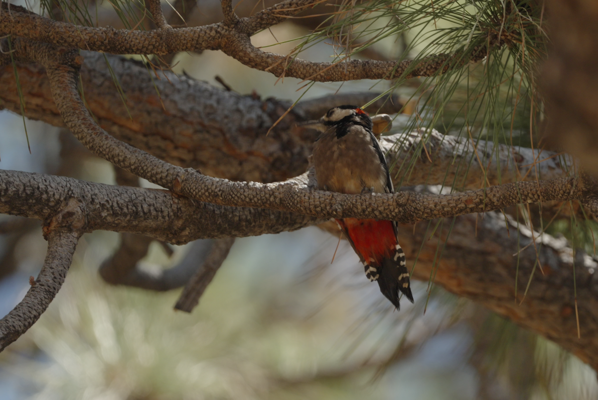 Great Spotted Woodpecker - ML608545472