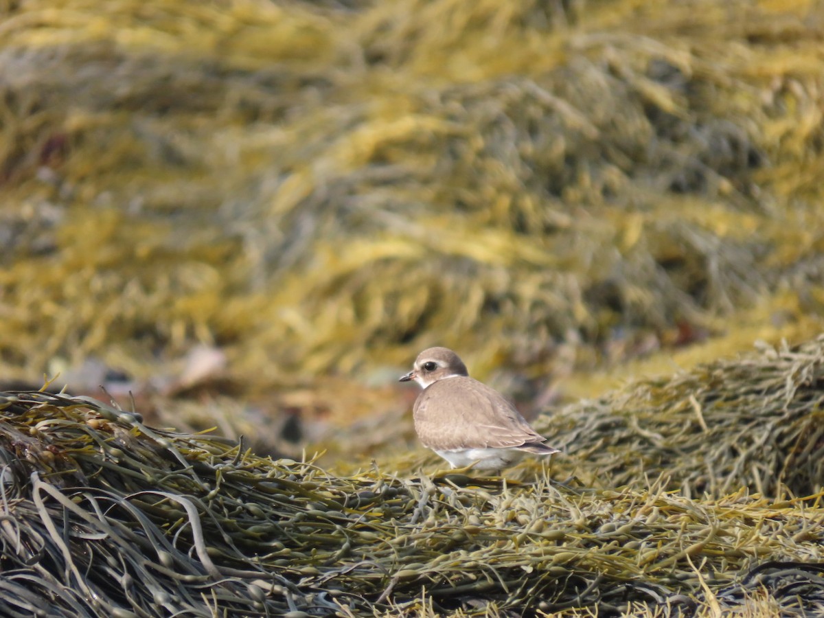 Semipalmated Plover - ML608545581