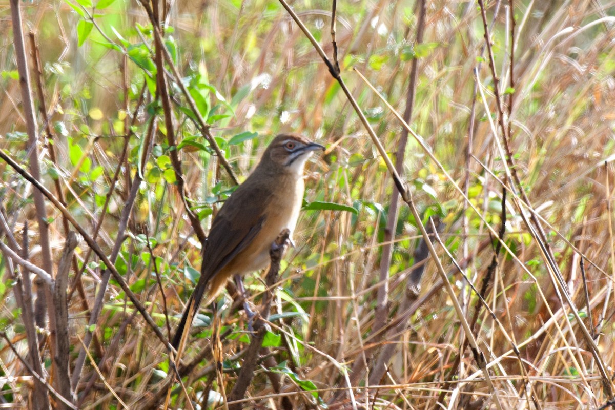 Moustached Grass-Warbler - ML608545846