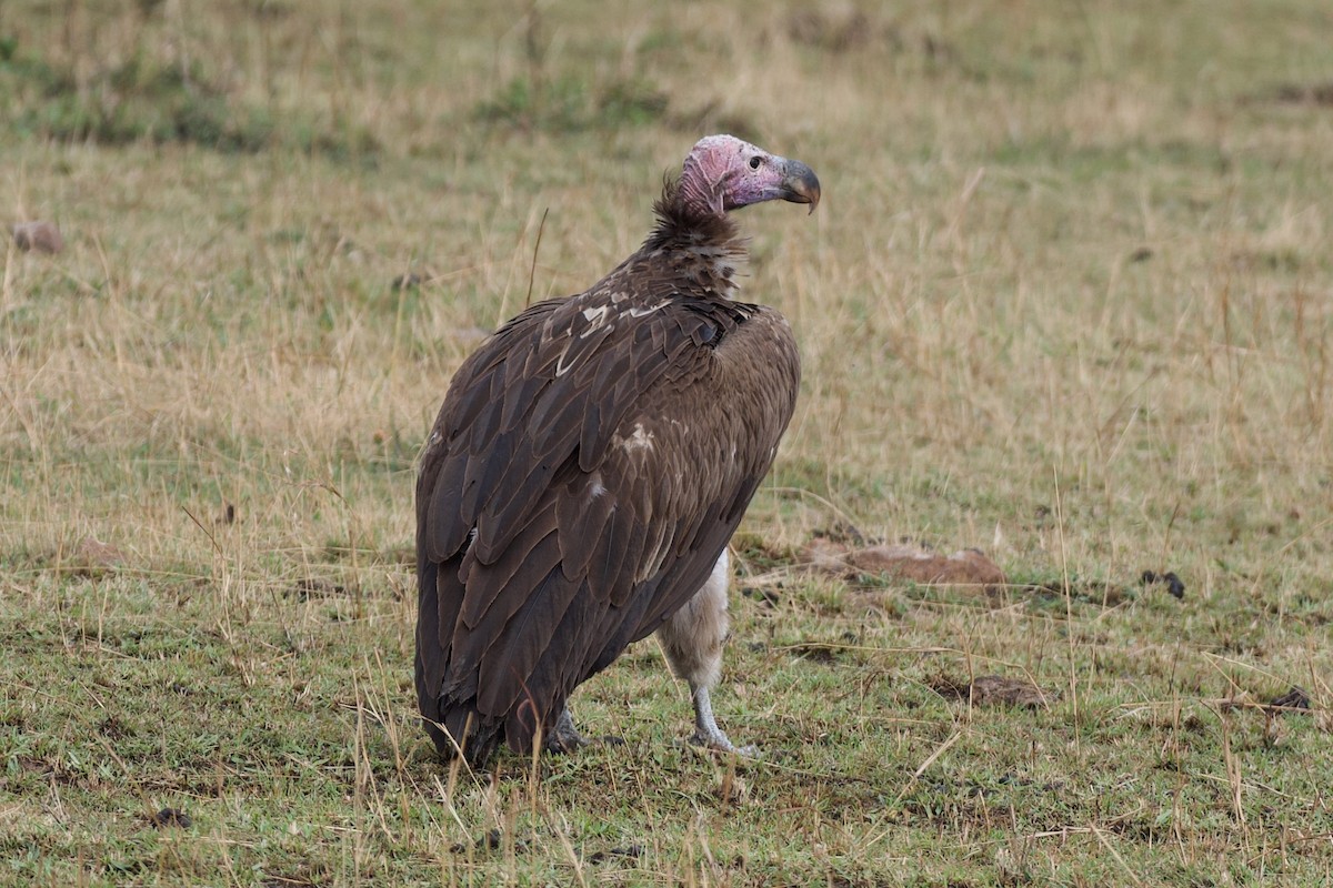 Lappet-faced Vulture - ML608545858