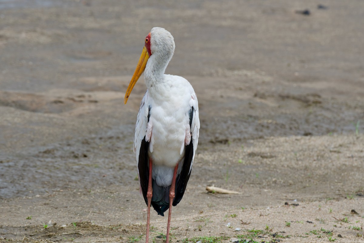 Yellow-billed Stork - Michael Gaume