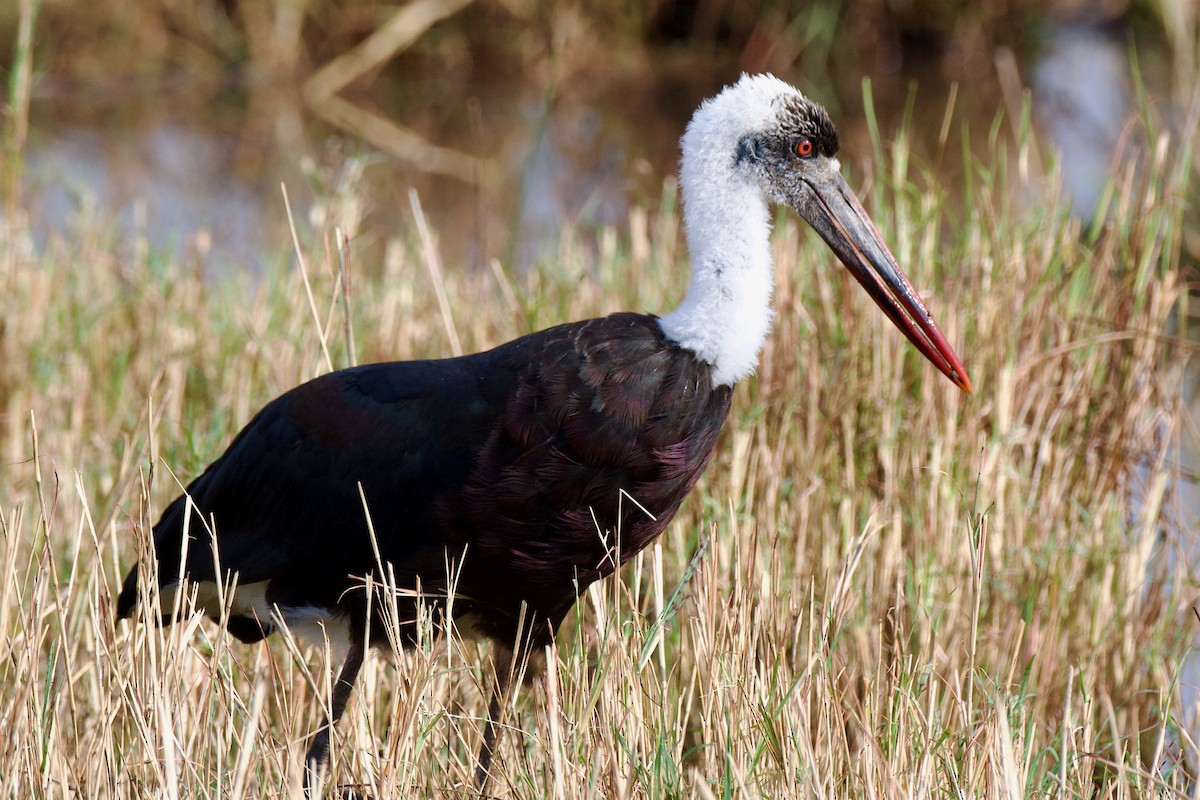 African Woolly-necked Stork - ML608545889