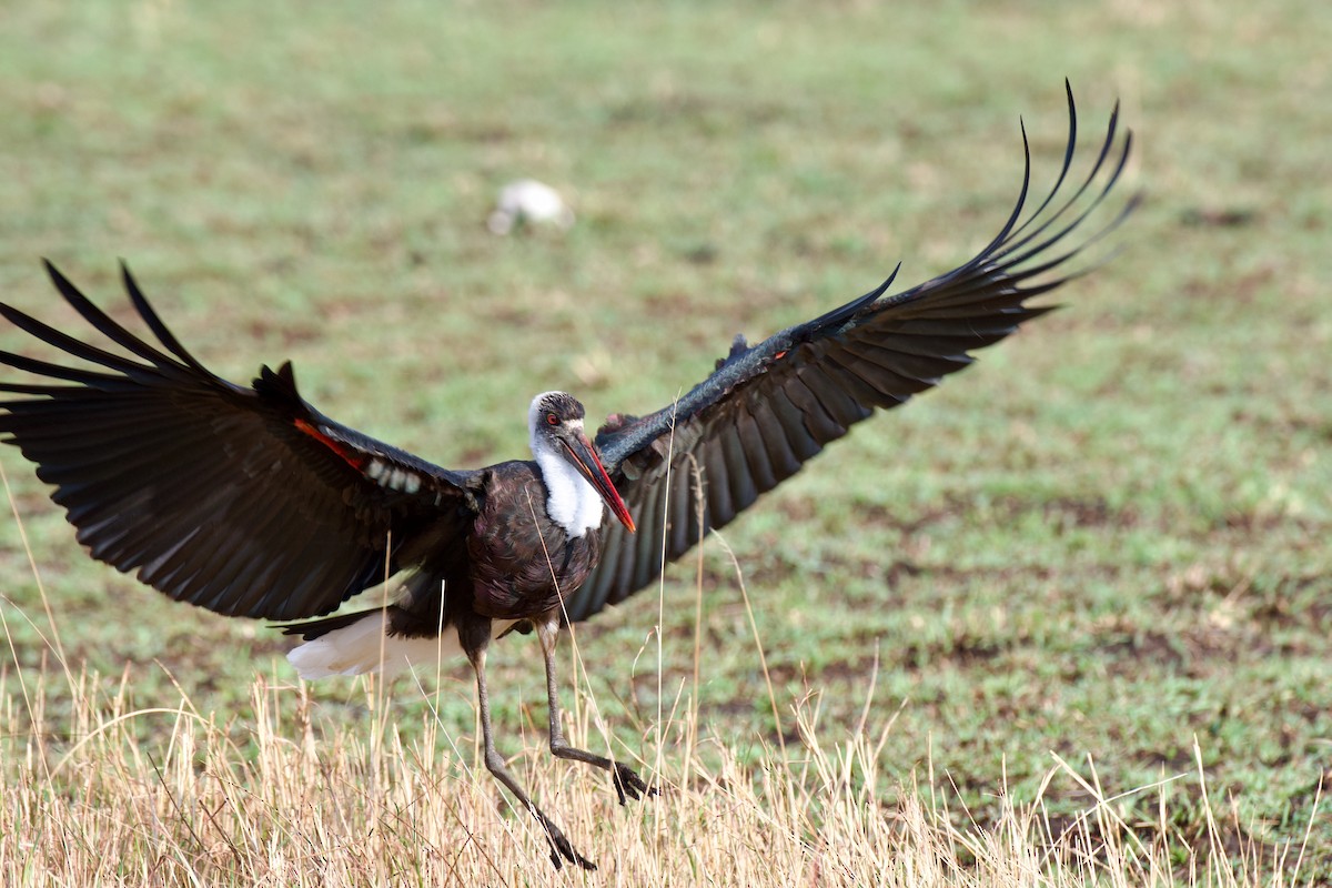 African Woolly-necked Stork - ML608545890