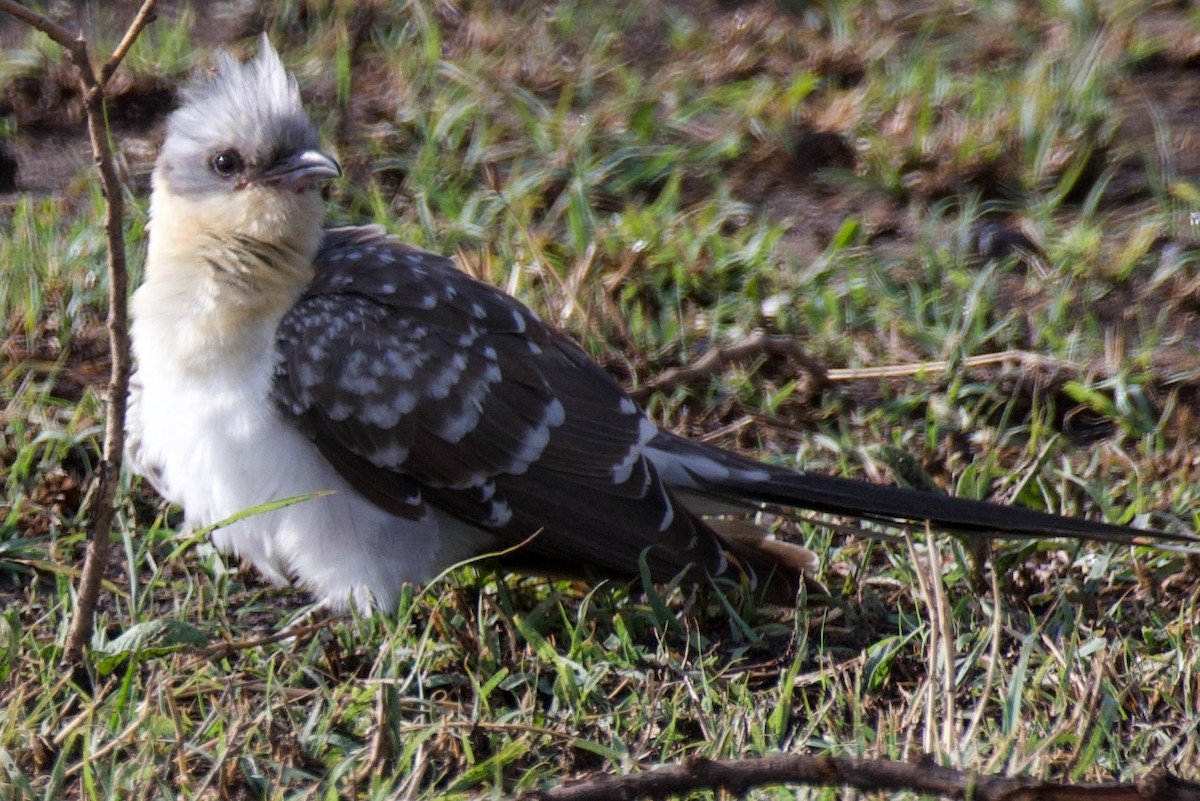 Great Spotted Cuckoo - ML608545921