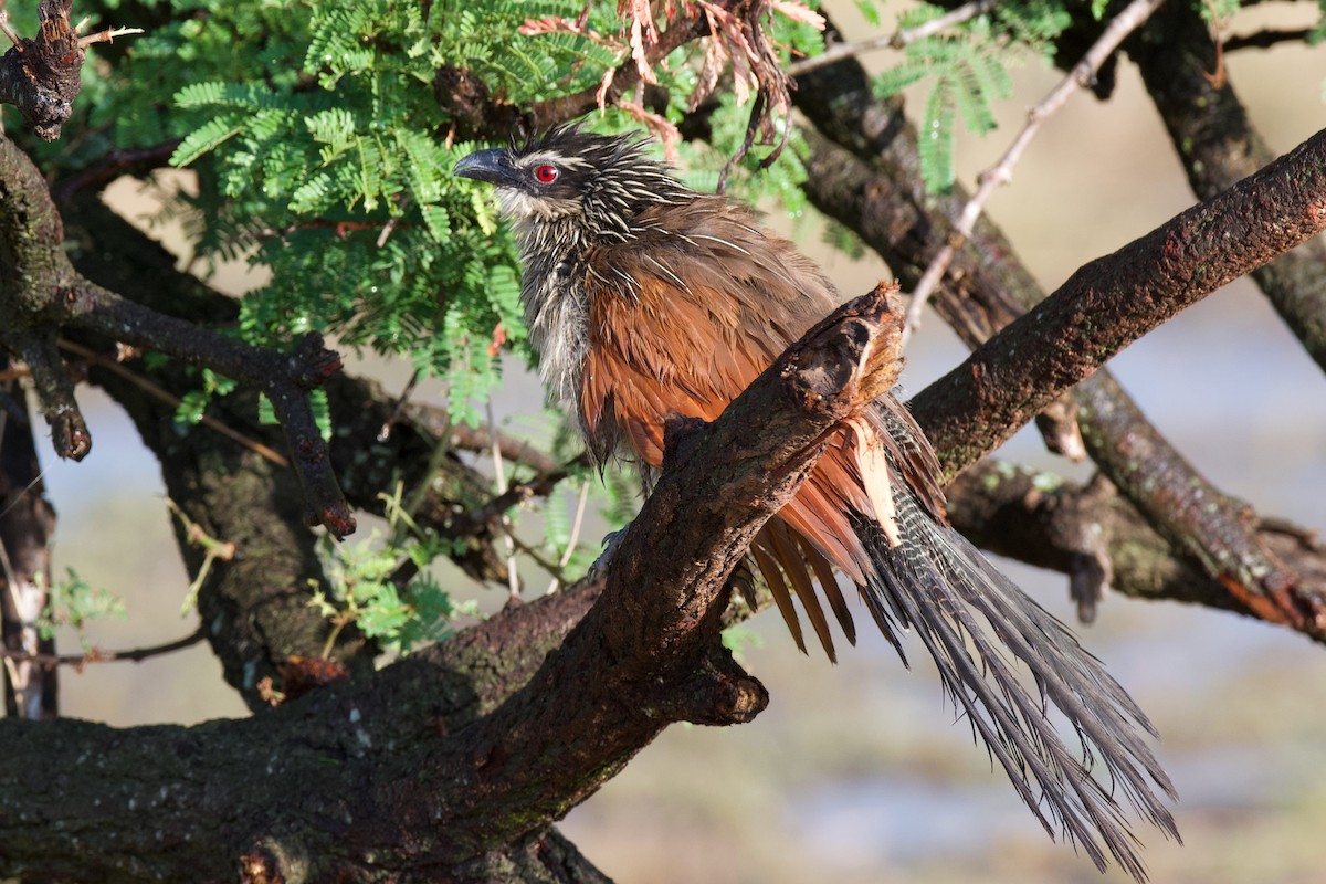 White-browed Coucal - ML608546005