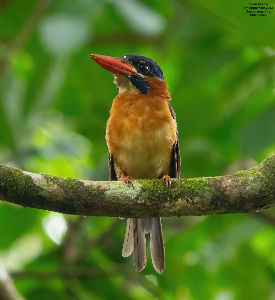 Blue-capped Kingfisher - ML608546267