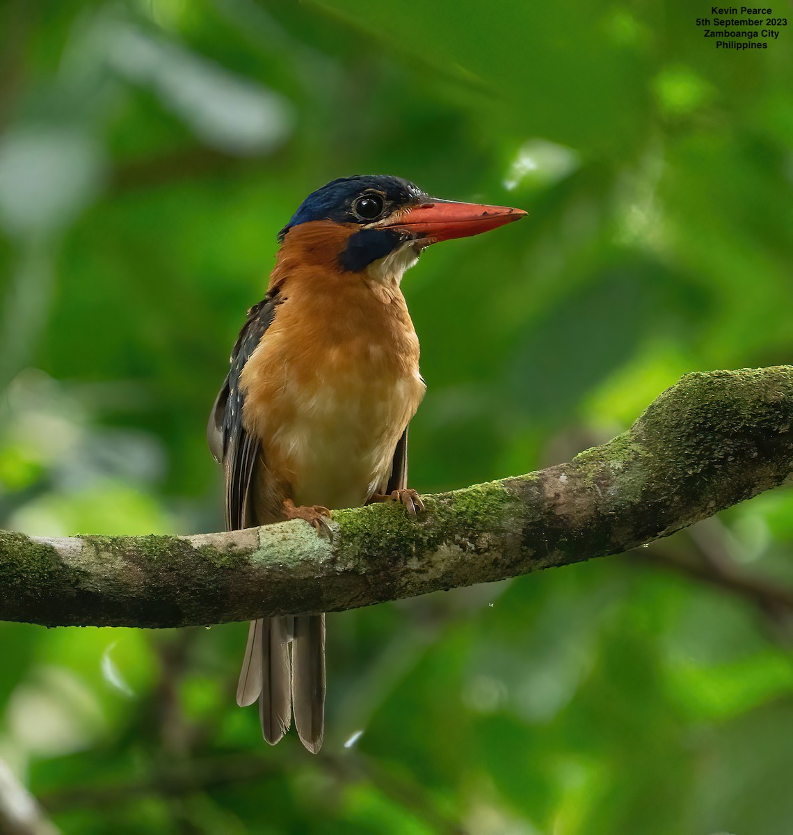 Blue-capped Kingfisher - ML608546270
