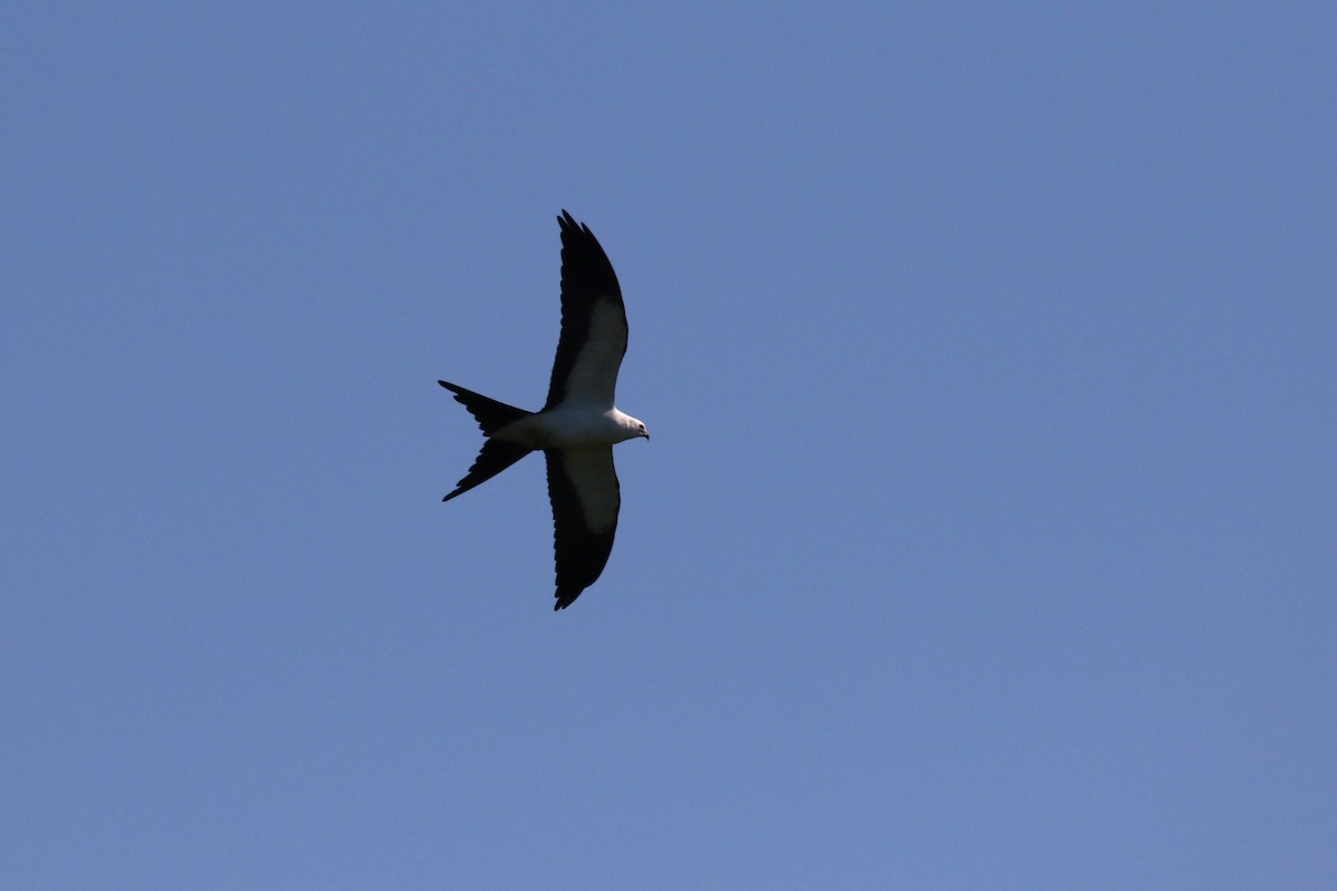 Swallow-tailed Kite - ML608546299