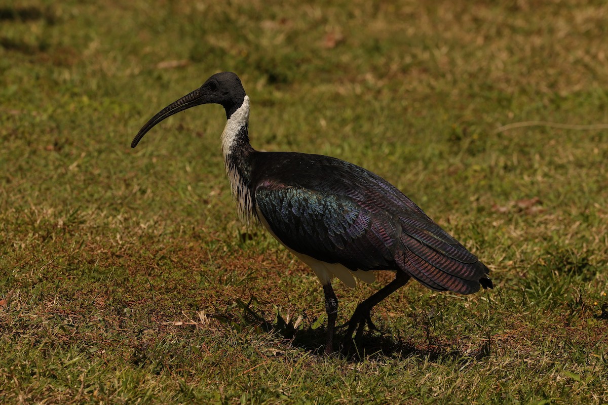 ibis slámokrký - ML608546317