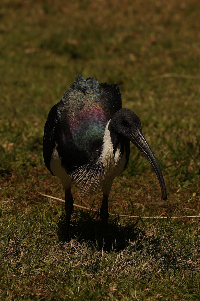 ibis slámokrký - ML608546321