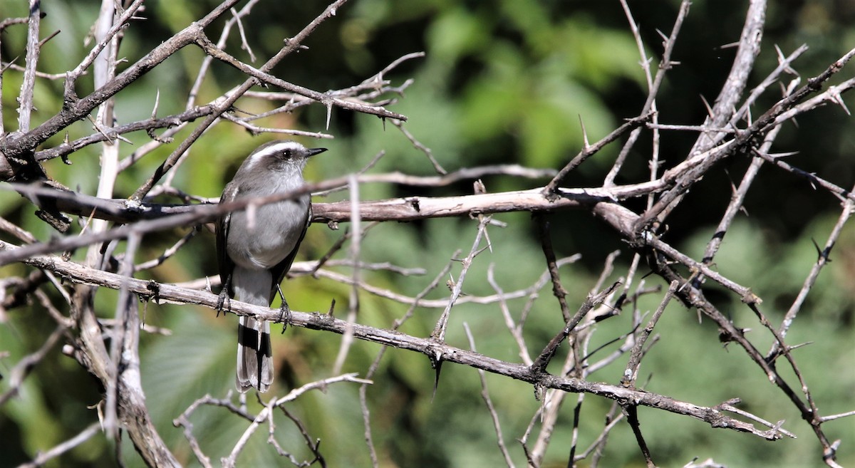 White-browed Chat-Tyrant - ML608546325