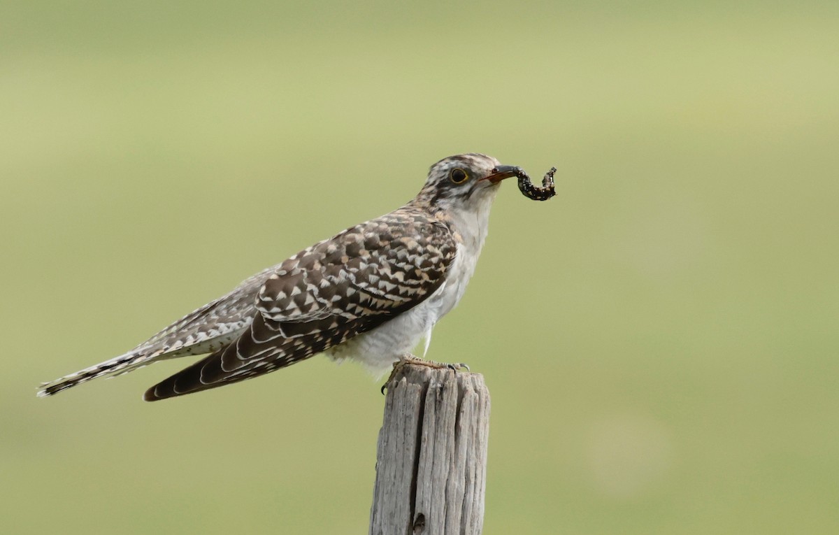 Pallid Cuckoo - Garret Skead