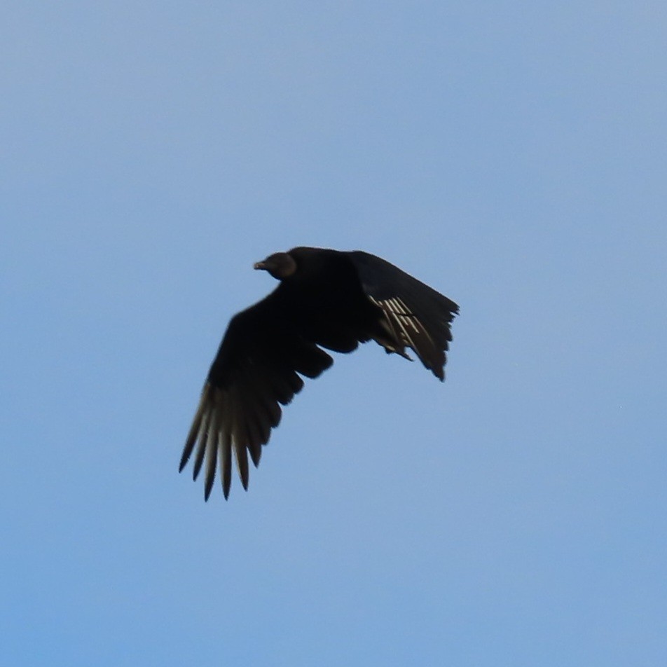 Black Vulture - ML608547796