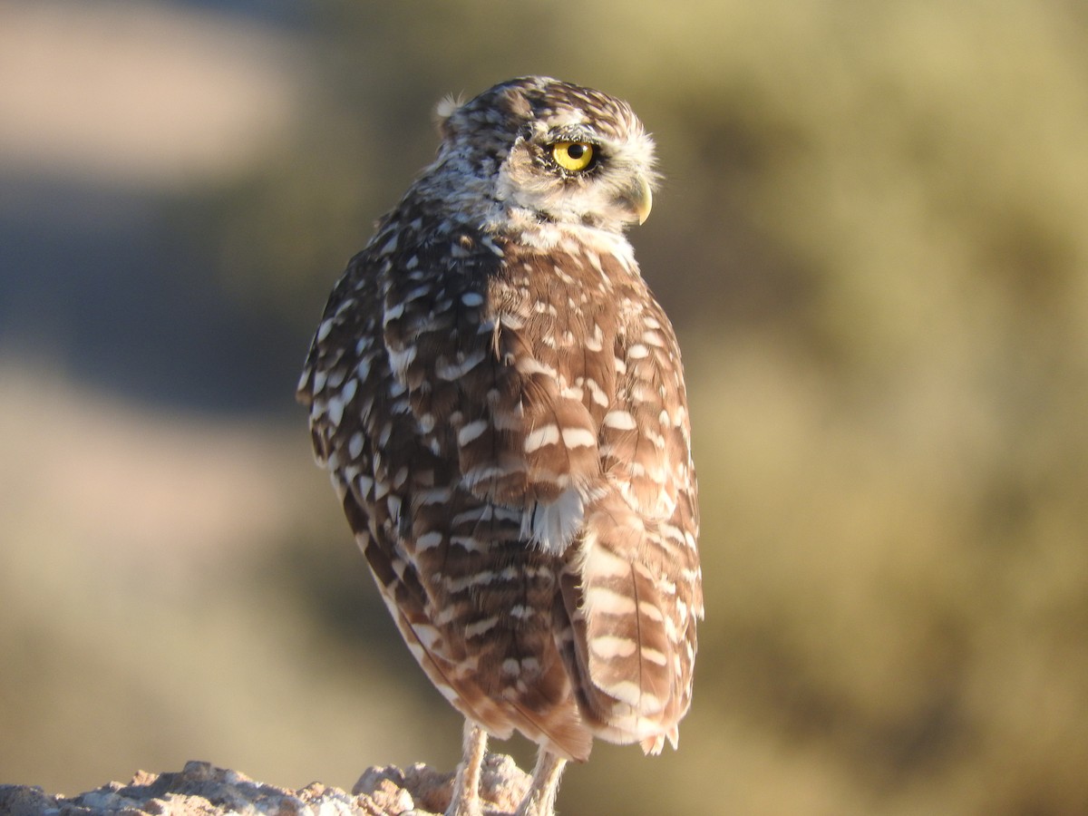 Burrowing Owl - ML608548220