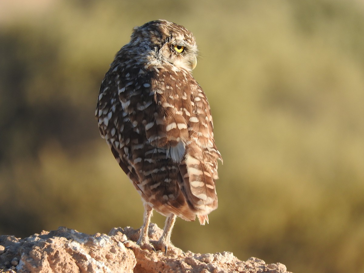 Burrowing Owl - ML608548221