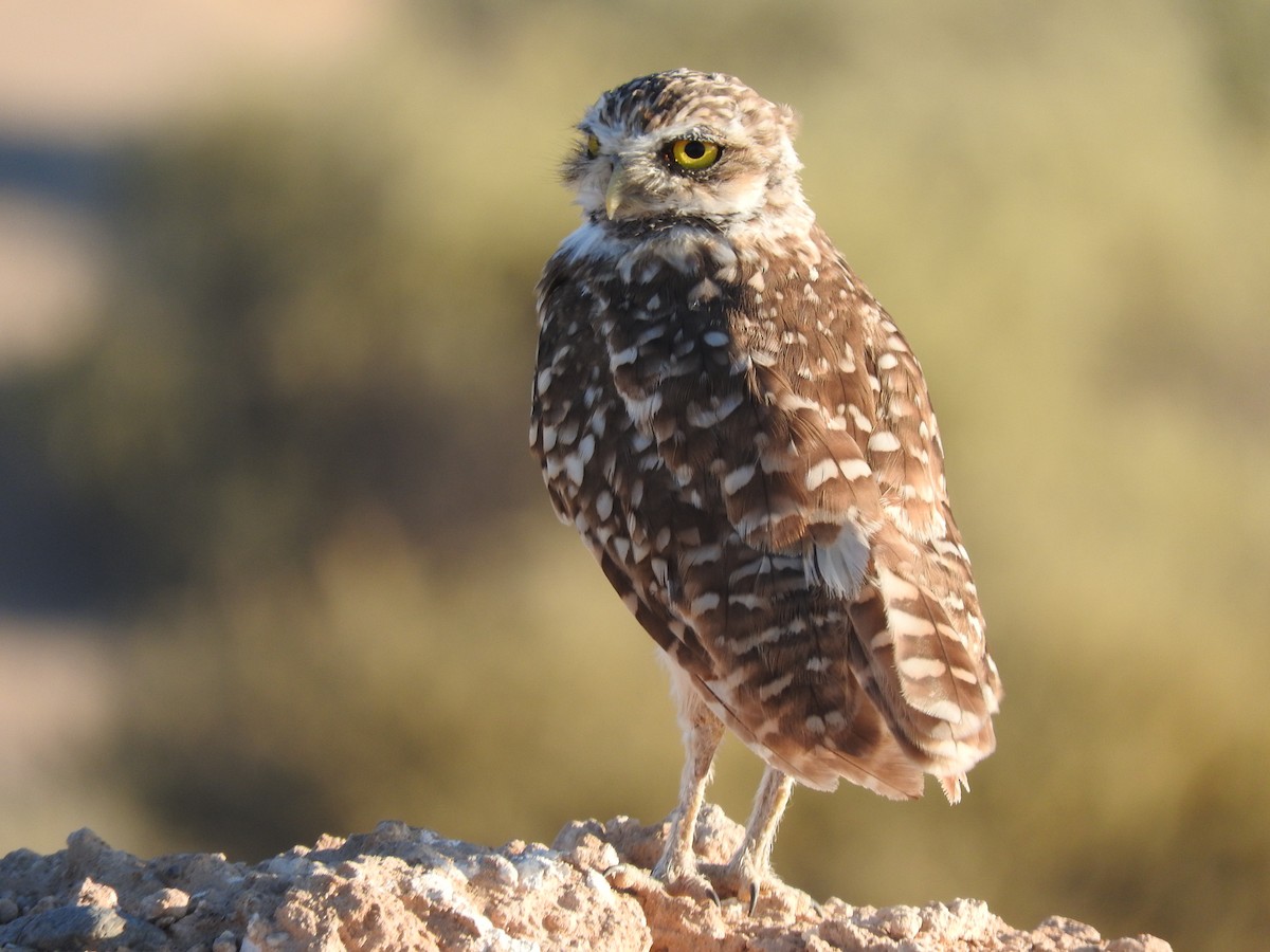 Burrowing Owl - ML608548222