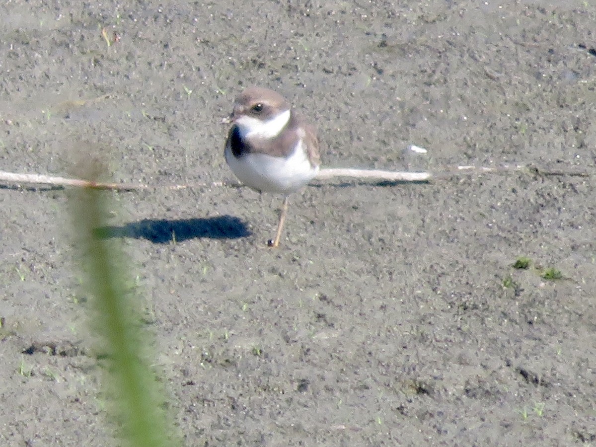 Semipalmated Plover - ML608548570