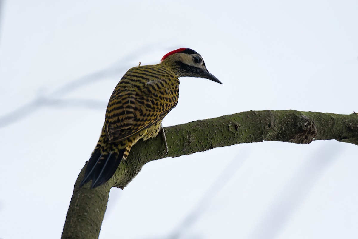 Green-barred Woodpecker - ML608548677
