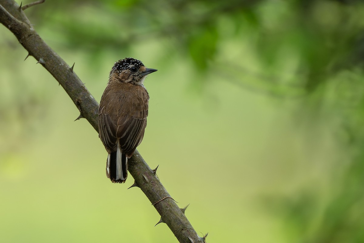 White-barred Piculet - ML608548679