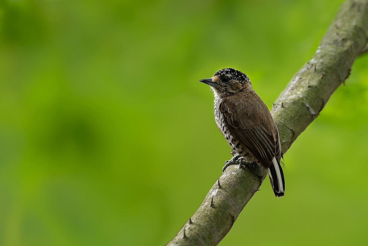 White-barred Piculet - ML608548681