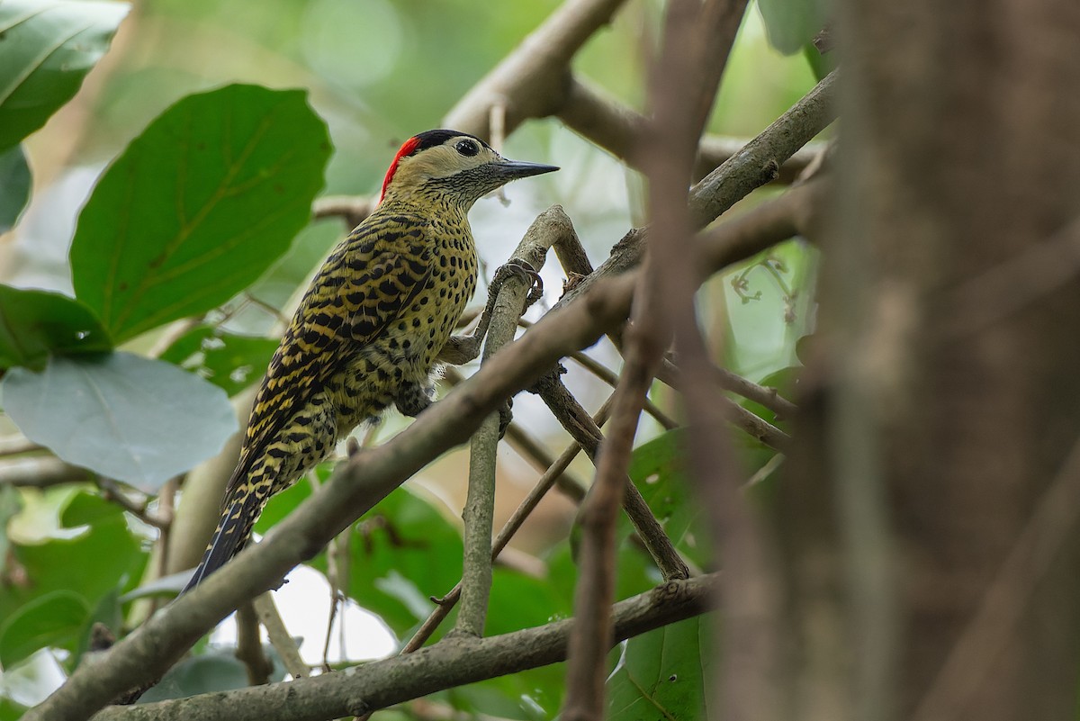 Green-barred Woodpecker - ML608548685