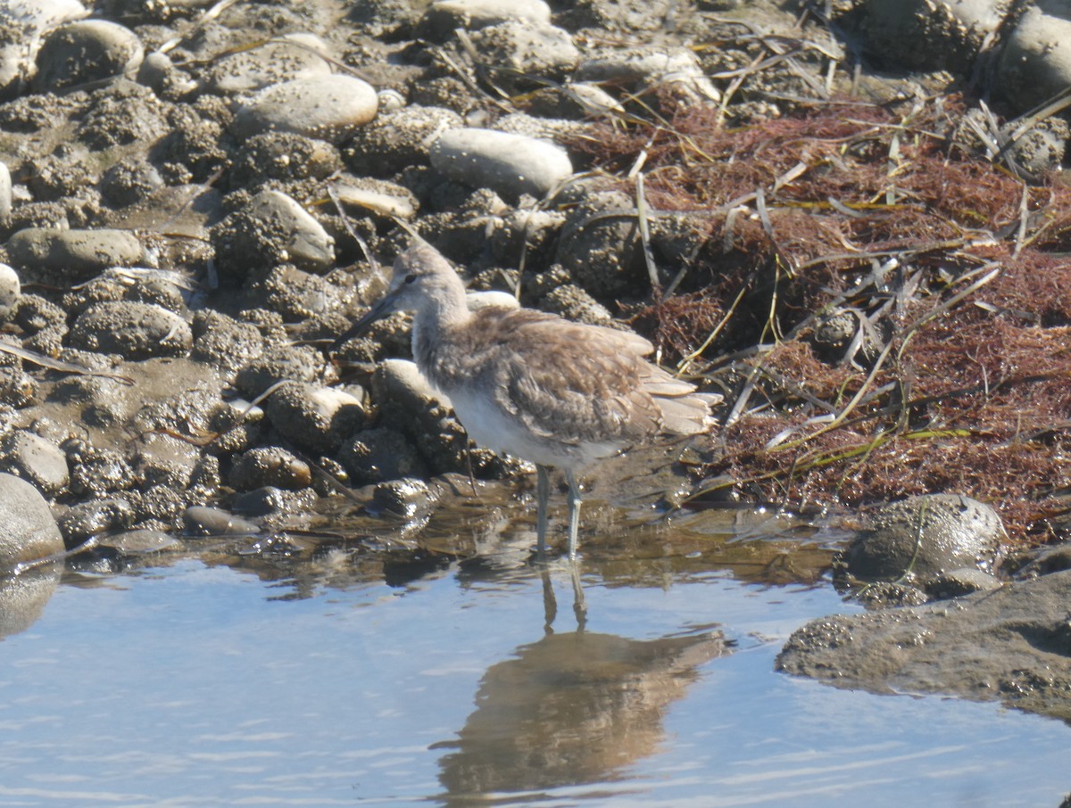 Ebird Checklist Sep Boundary Bay Delta Species