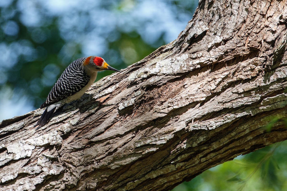 Golden-fronted Woodpecker - ML608549301