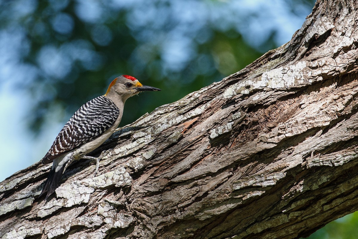Golden-fronted Woodpecker - ML608549303