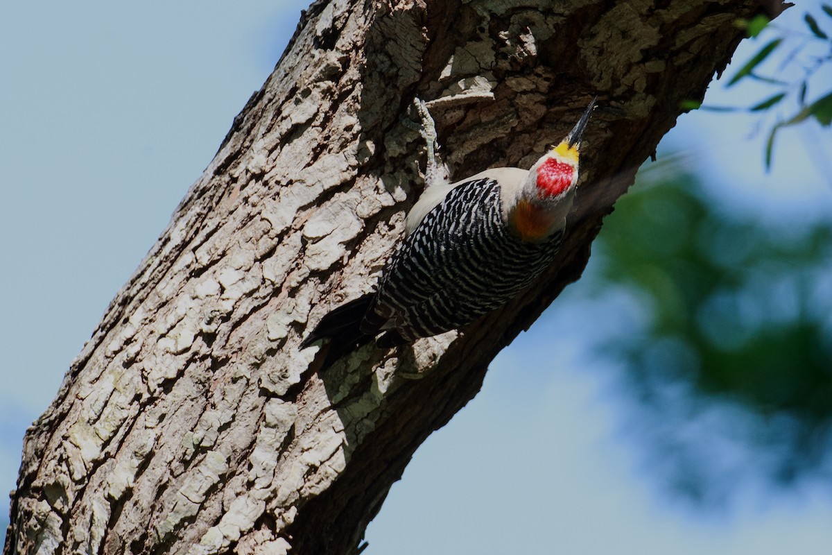 Golden-fronted Woodpecker - ML608549305
