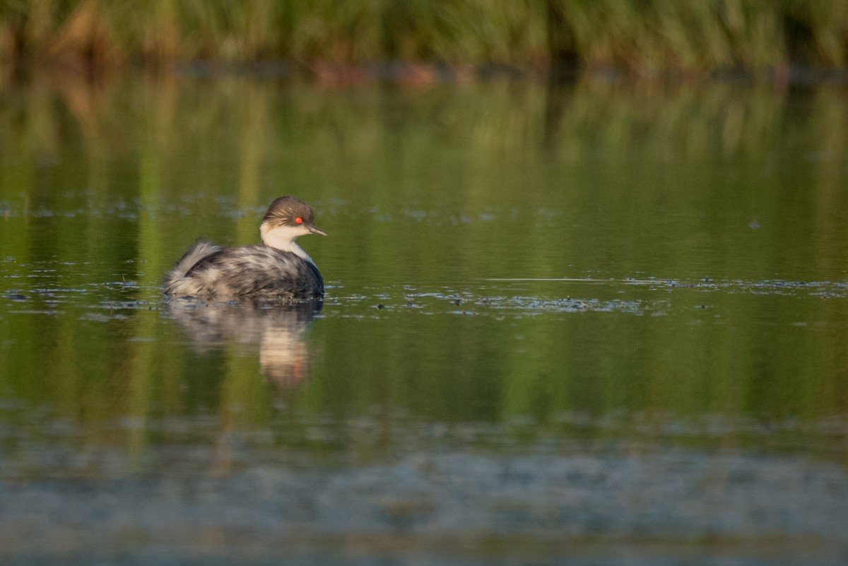 Silvery Grebe (Andean) - ML60854931