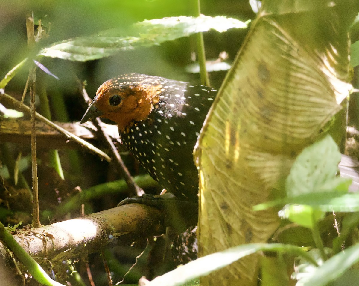 Ocellated Tapaculo - ML608549442