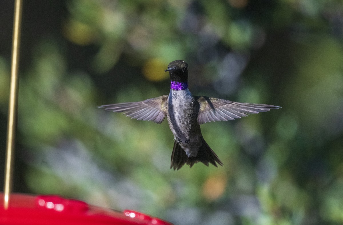 Black-chinned Hummingbird - ML608549464