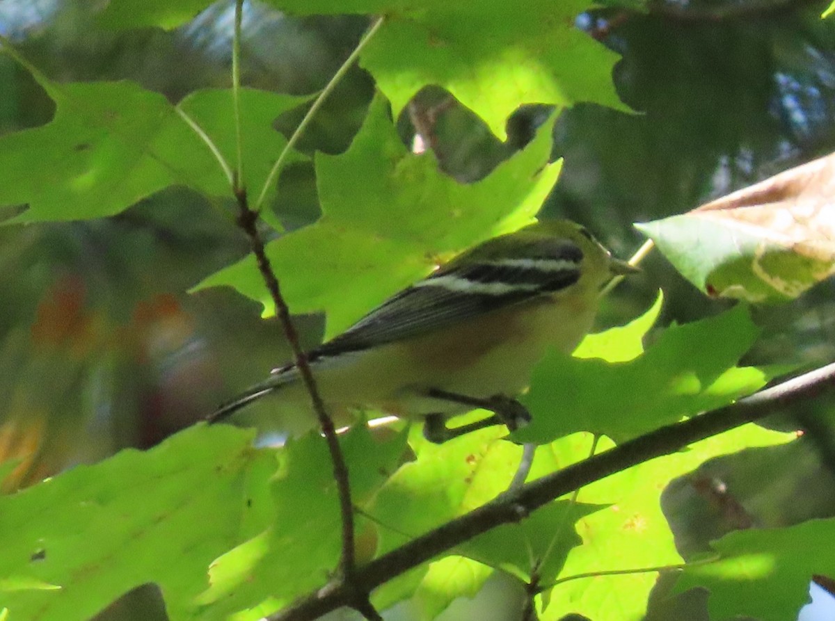 Bay-breasted Warbler - ML608549520