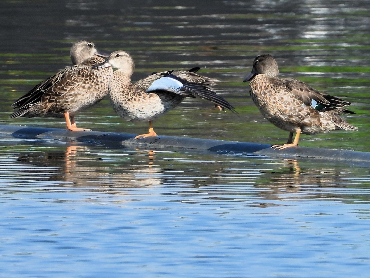 Blue-winged Teal - ML608549555