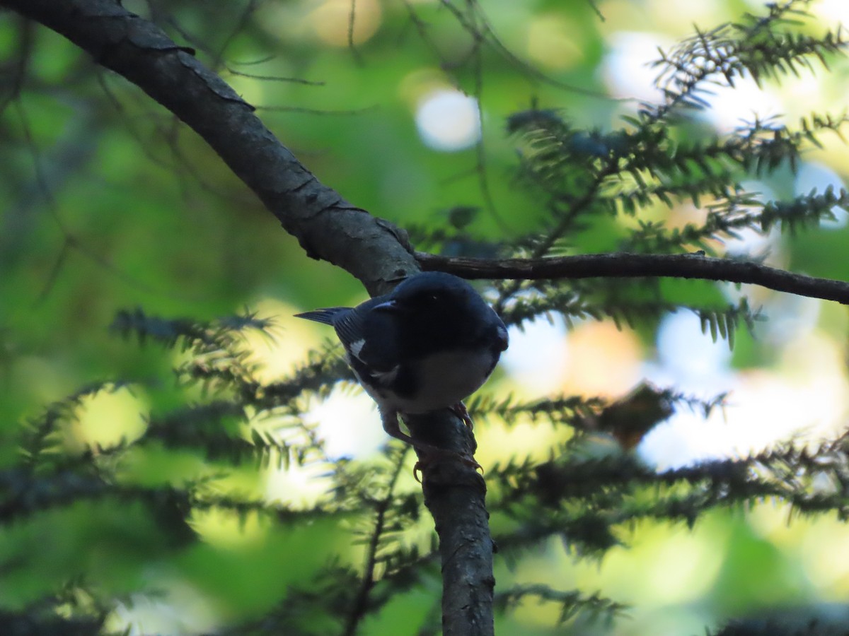 Black-throated Blue Warbler - Debra Ferguson