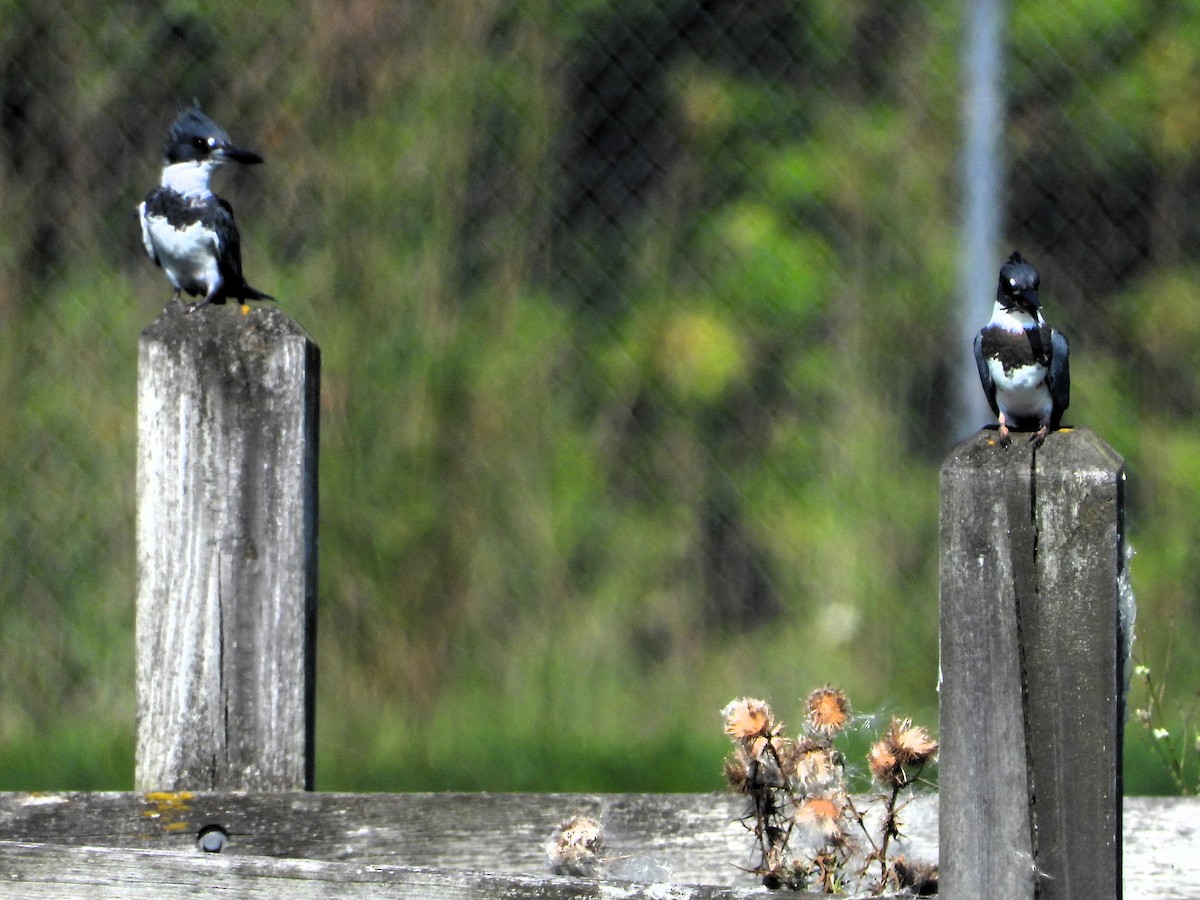 Belted Kingfisher - ML608549588
