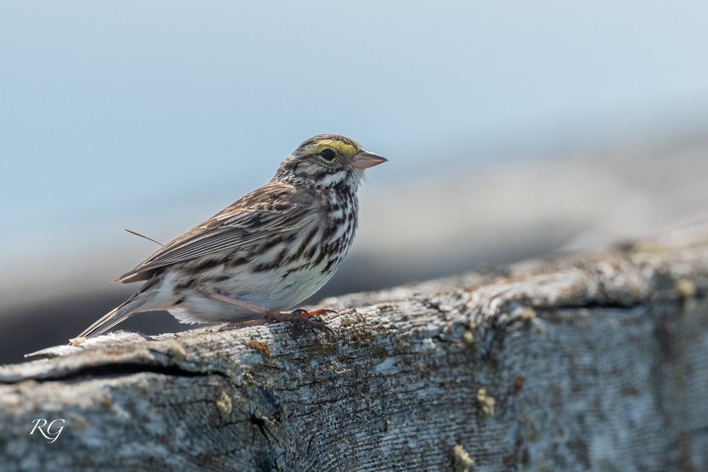 Savannah Sparrow - ML608549710
