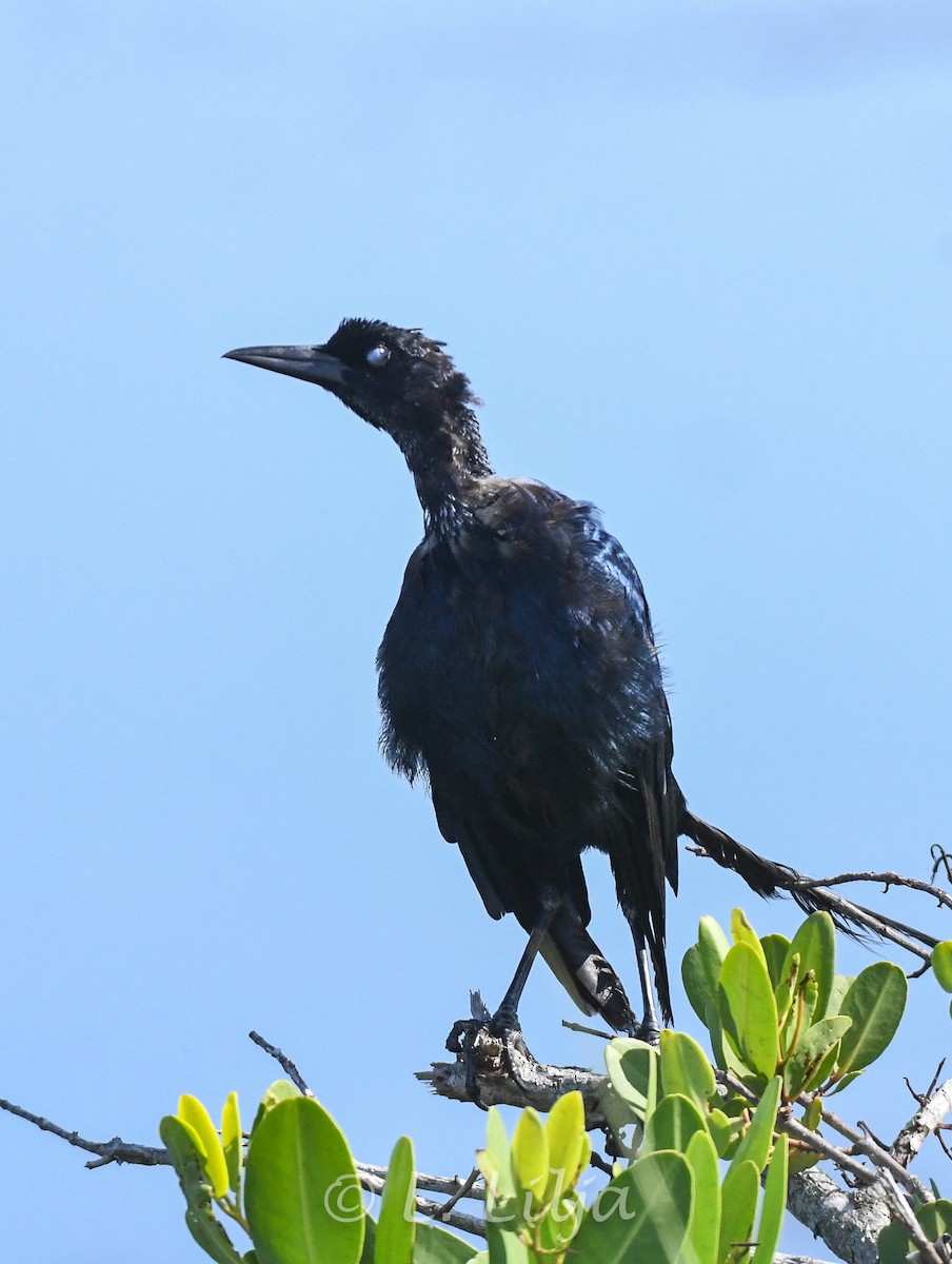 Boat-tailed Grackle - ML608549980