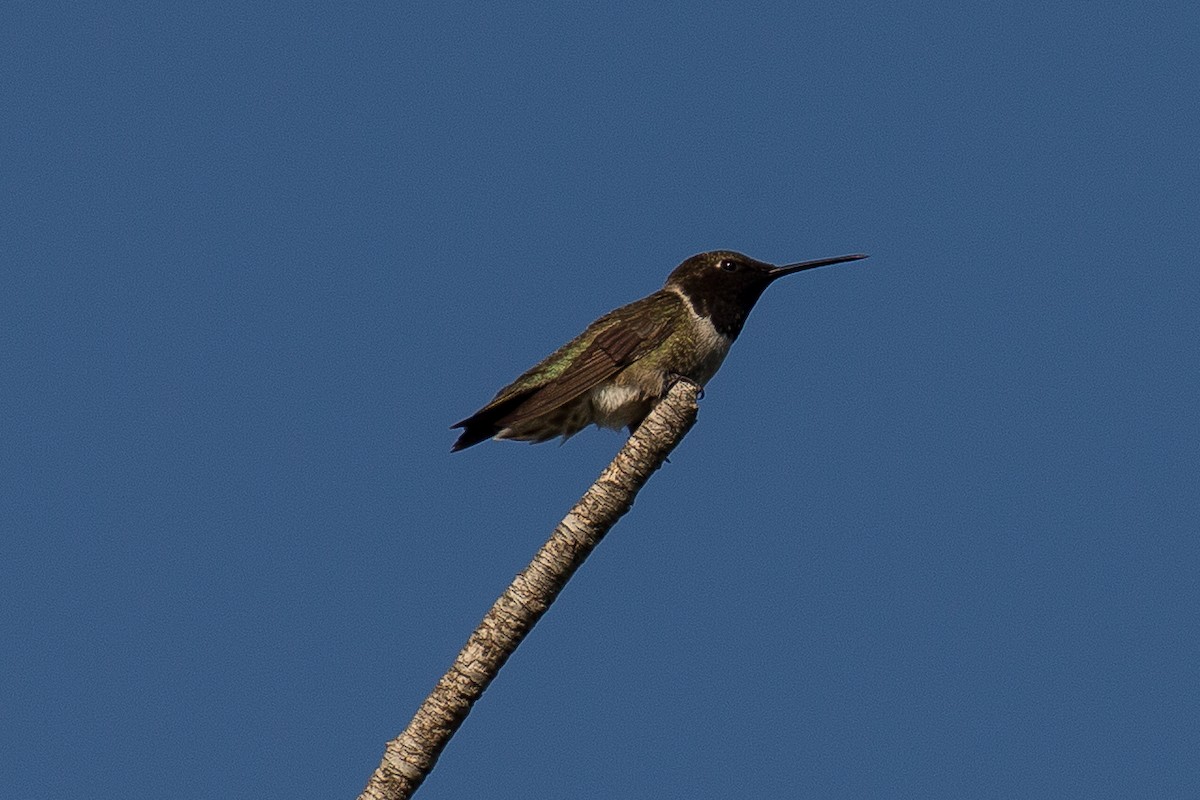 Black-chinned Hummingbird - ML608550748