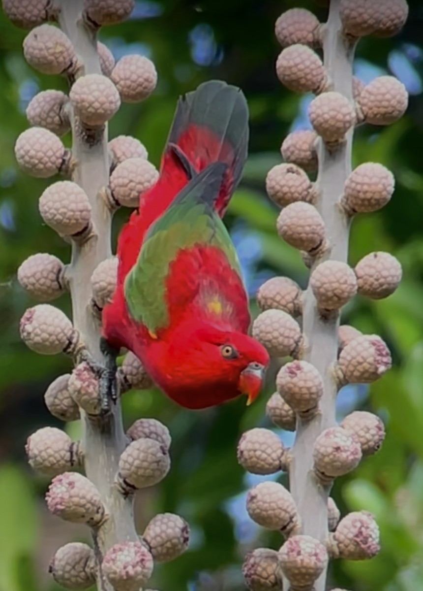 Chattering Lory - ML608551339
