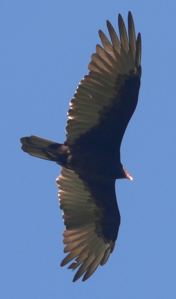 Turkey Vulture - ML608551466