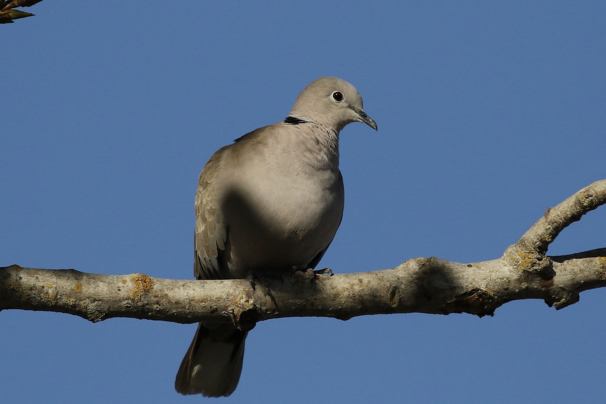 Eurasian Collared-Dove - ML608552165