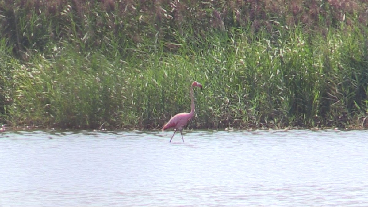 American Flamingo - ML608552288