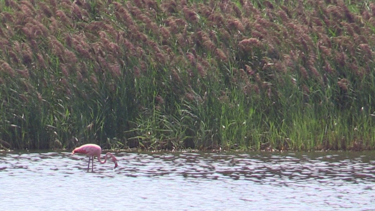 American Flamingo - ML608552289