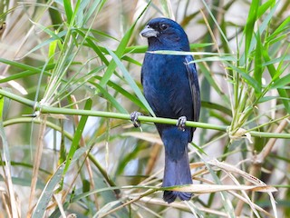 นกเพศผู้เต็มวัย (Blue) - Nery Monroy - ML608552376