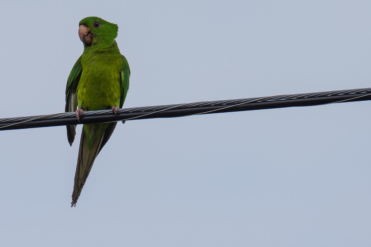 Meksika Yeşil Papağanı - ML608552608
